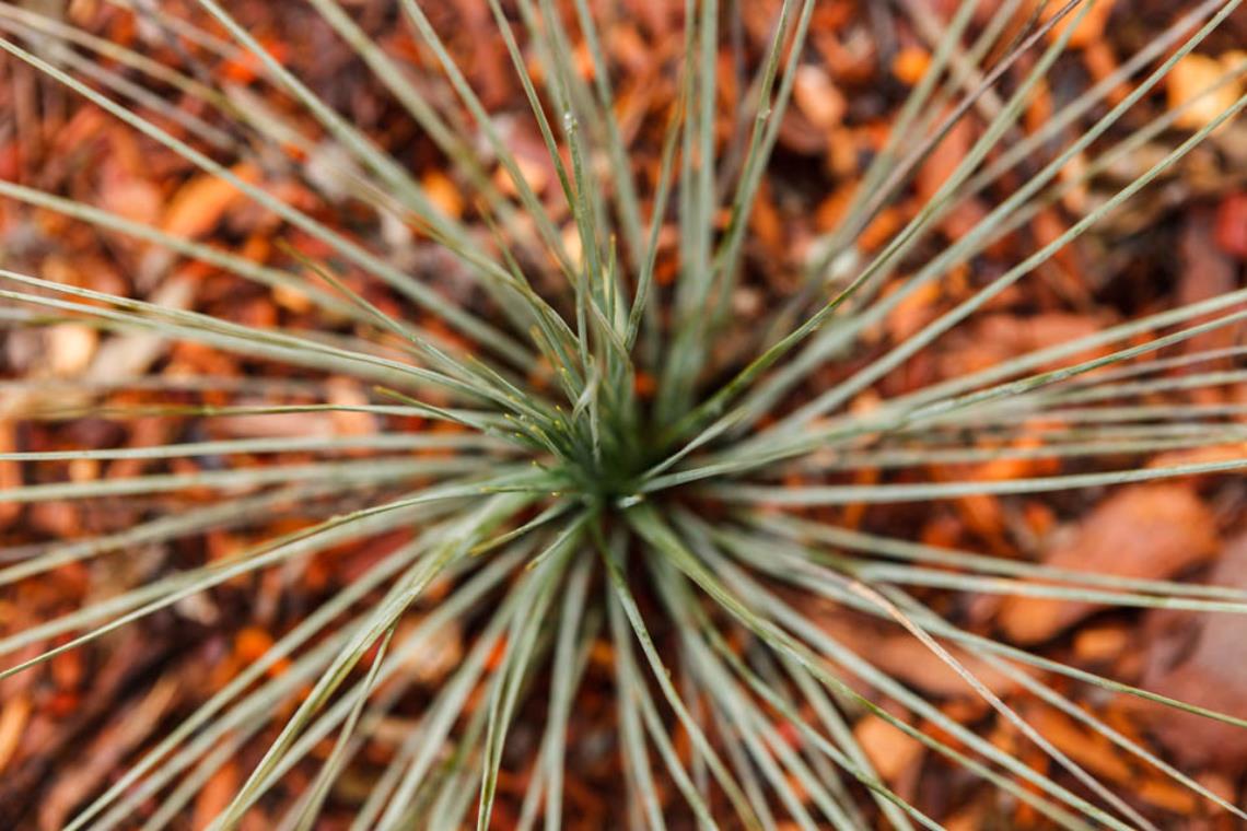 Yaddy & Plants for Life & Bush Tucker Garden Visit Wangaratta